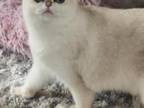 Rehoming British Shorthair Girl