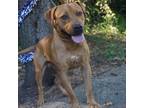 Adopt Murdoch a Brown/Chocolate Mixed Breed (Medium) / Mixed dog in Monroeville