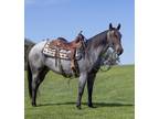 Gorgeous Blue Roan 4-yo Reined Cowhorse Show Mare
