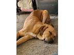 Adopt Indy a Tan/Yellow/Fawn Labrador Retriever / Mastiff / Mixed dog in