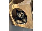 Adopt Mama Mercury a Domestic Shorthair cat in Oakdale, CA (37487550)
