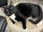 Adopt Ketchup a Domestic Shorthair / Mixed (short coat) cat in Neosho