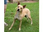 Adopt Prisha a Labrador Retriever / Mixed dog in Murphysboro, IL (36895425)