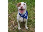 Adopt Hank a White - with Brown or Chocolate English Pointer / Pointer dog in