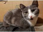 Adopt Misty a Gray or Blue (Mostly) Domestic Shorthair (short coat) cat in