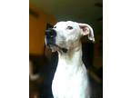 Adopt Brighton a White Mixed Breed (Large) / Mixed dog in Sun Prairie