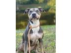 Adopt Penny a American Pit Bull Terrier / Mixed dog in Sebastian, FL (37550954)