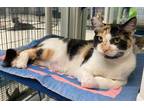 Adopt ROSEANNE a Domestic Shorthair / Mixed (short coat) cat in Lemoore