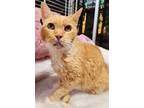 Adopt Ginny a Orange or Red Domestic Shorthair / Mixed (short coat) cat in