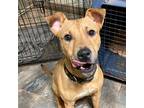 Adopt Bruno a Brown/Chocolate American Pit Bull Terrier / Carolina Dog / Mixed