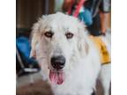 Adopt Echo a White - with Tan, Yellow or Fawn Great Pyrenees / Mixed dog in N