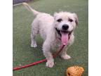 Adopt Mick a White - with Tan, Yellow or Fawn Terrier (Unknown Type