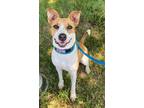Adopt Alora a White American Pit Bull Terrier / Mixed dog in Justin