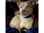 Adopt Mabel a White - with Tan, Yellow or Fawn Husky / Pit Bull Terrier / Mixed