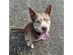 Adopt Lola a White - with Tan, Yellow or Fawn Husky / Pit Bull Terrier / Mixed
