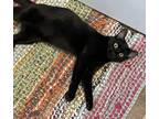 Adopt Licorice a All Black Domestic Shorthair (short coat) cat in Mead