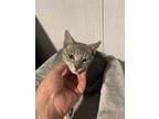 Adopt Wesley a Gray or Blue (Mostly) Domestic Shorthair (short coat) cat in