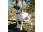 Adopt Ivy a White - with Gray or Silver Pit Bull Terrier / Mixed dog in KEMPNER