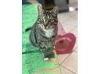 Adopt CUPCAKE a Tan or Fawn Tabby American Shorthair (short coat) cat in