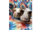 Adopt Eeyore (bonded to Winnie The P) a Guinea Pig small animal in Imperial