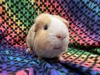 Adopt Winnie the P (Bonded to Eeyore and Tigger) a Guinea Pig small animal in