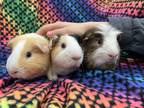 Adopt Tigger (bonded to Eeyore and Winnie the P) a Guinea Pig small animal in