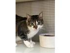 Adopt Betty a Brown Tabby Domestic Shorthair (short coat) cat in Saranac Lake