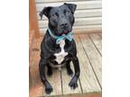 Adopt Dobby a Black American Pit Bull Terrier / Mixed Breed (Medium) / Mixed dog