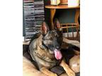 Adopt Charleyne a Black German Shepherd Dog / Mixed dog in Sherwood Park