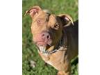 Adopt Justice a Red/Golden/Orange/Chestnut - with White American Pit Bull