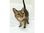 Adopt Amelia a Brown Tabby Domestic Shorthair (short coat) cat in Greensboro