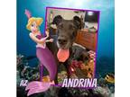 Adopt Andrina a Black Great Dane / Mixed dog in GLENDALE, AZ (37380113)