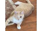 Adopt One-Eyed Sam a Tan or Fawn Tabby Domestic Shorthair / Mixed cat in