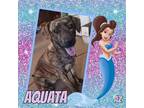 Adopt Aquata a Brindle Plott Hound / Mixed dog in GLENDALE, AZ (37380317)