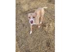 Adopt Peaches a Tan/Yellow/Fawn - with White Pit Bull Terrier / Mixed dog in