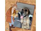 Adopt Amos a Tan/Yellow/Fawn Great Dane / Mixed dog in GLENDALE, AZ (37380078)