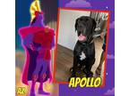 Adopt Apollo a Black Mastiff / Great Dane / Mixed dog in GLENDALE, AZ (37380165)