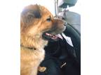 Adopt Lancel a Red/Golden/Orange/Chestnut Shar Pei / Mixed dog in Fort Worth