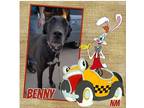 Adopt Benny a Black - with White Great Dane / Mixed dog in GLENDALE
