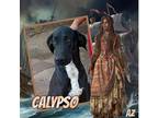 Adopt Calypso a Black - with White Great Dane / Mixed dog in GLENDALE