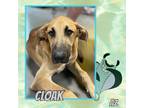 Adopt Cloak a Tan/Yellow/Fawn Great Dane / German Shepherd Dog / Mixed dog in