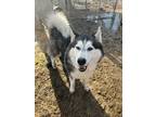 Adopt Cloud a White - with Gray or Silver Alaskan Malamute / Mixed dog in Horn