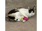 Adopt Kitty OS a Calico or Dilute Calico Domestic Shorthair / Mixed cat in Las