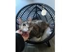 Adopt Clio (f) a Calico or Dilute Calico Domestic Shorthair (short coat) cat in