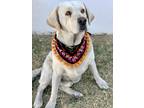 Adopt Oliver a White - with Tan, Yellow or Fawn Labrador Retriever dog in