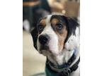 Adopt Kolby a Tricolor (Tan/Brown & Black & White) Beagle / Basset Hound / Mixed