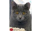 Adopt Della a Gray or Blue Domestic Shorthair (short coat) cat in St.