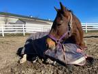 Adopt Jasmine a Bay Standardbred horse in Kerhonkson, NY (37383649)