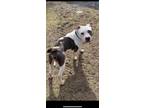 Adopt Peppy a White American Pit Bull Terrier / Mixed dog in Shohola