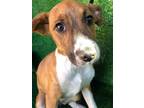 Adopt Reyna a Red/Golden/Orange/Chestnut - with Black Mixed Breed (Small) /